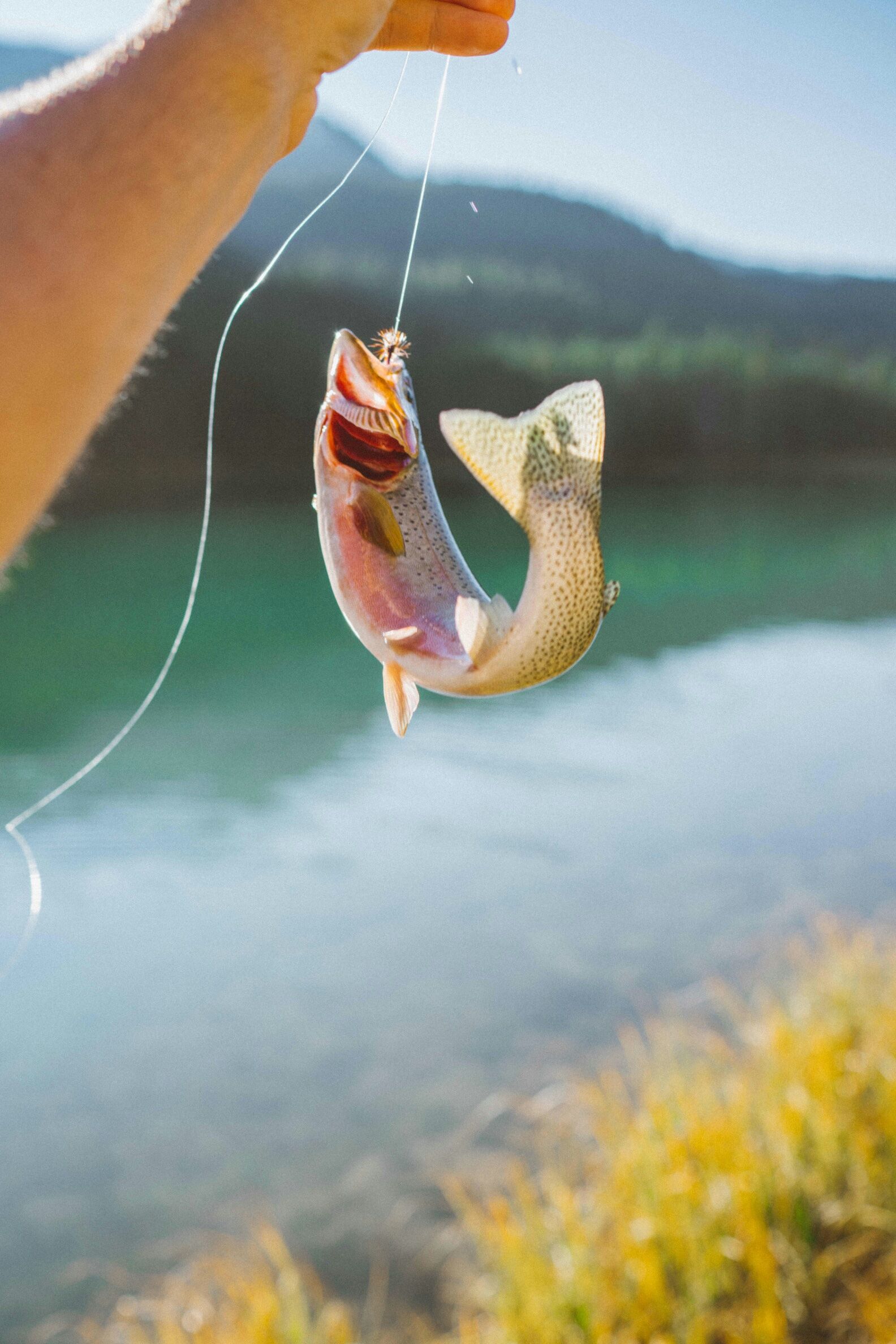 A rainbow trout on a fly, held up by the line above a green lake.